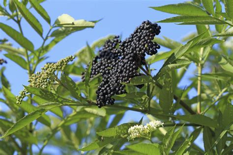 burberry elderberry|types of elderberry plants.